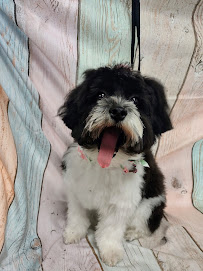 THE DOGROOM - Photo 8 - Car repair in Tamarac, FL, Fort Lauderdale