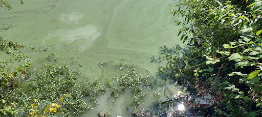 Park «Tukwila Pond Park», reviews and photos, 299 Strander Blvd, Tukwila, WA 98188, USA