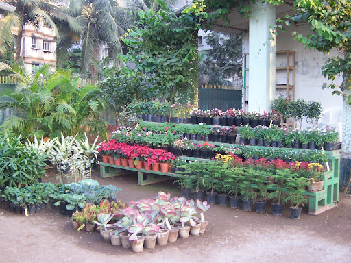 Ankur Nursery