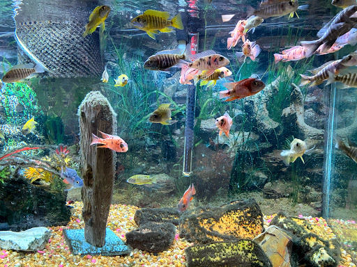 Tropical Fish Store «Fishy Business», reviews and photos, 911 E Church St, Lexington, TN 38351, USA