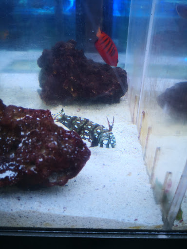 Aquarium Shop «Exotic Aquariums», reviews and photos, 7399 Bird Rd, Miami, FL 33155, USA