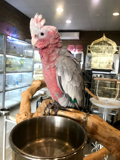 Bird stores Dubai