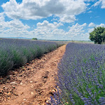 Photo n° 5 de l'avis de Eddy.h fait le 16/06/2023 à 10:36 pour TERRAROMA Lavande Amandes à Valensole