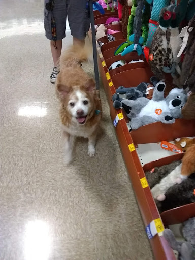 Pet Supply Store «PetSmart», reviews and photos, 4749 Valley View Blvd NW, Roanoke, VA 24012, USA