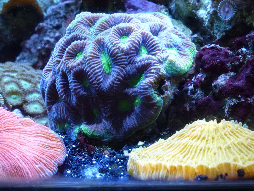 Aquarium Shop «Archer Fish Aquariums», reviews and photos, 514 79th St, Brooklyn, NY 11209, USA