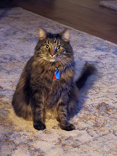 Pet Supply Store «Pet Supplies Plus», reviews and photos, 1268 N Eisenhower Dr, Beckley, WV 25801, USA