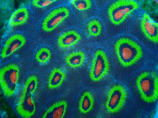 Tropical Fish Store «Reef Life Aquariums», reviews and photos, 5511 US-280 #310, Birmingham, AL 35242, USA