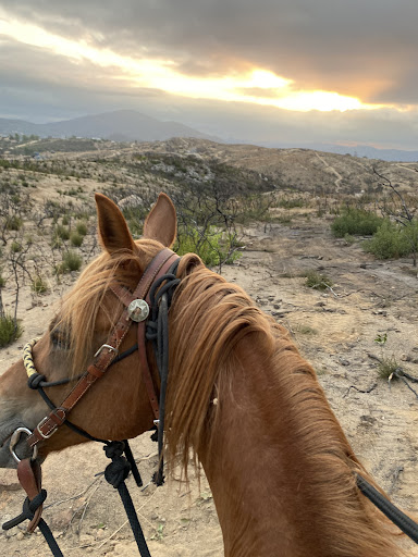 Fun horse trail rides/lesson