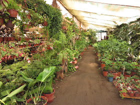 Vivero y Jardín Los Gomeros