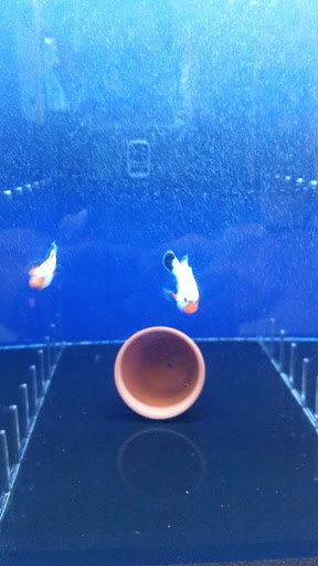 Aquarium «Dream Aquarium 1», reviews and photos, 6900 W 32nd Ave #9, Hialeah, FL 33018, USA