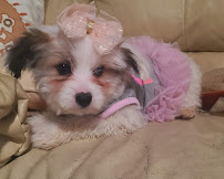 VIP Petcare Vaccination Clinic - Photo 3 - Car repair in Lodi, CA, Stockton