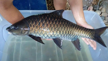 RIVER GOLD Empurau Sarawak Fish