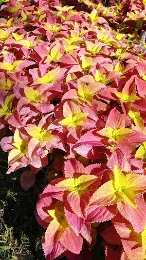 Ames Park - photo 48