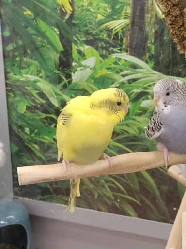 Pet Supply Store «Petco Animal Supplies», reviews and photos, 24413 Crenshaw Blvd #8, Torrance, CA 90505, USA