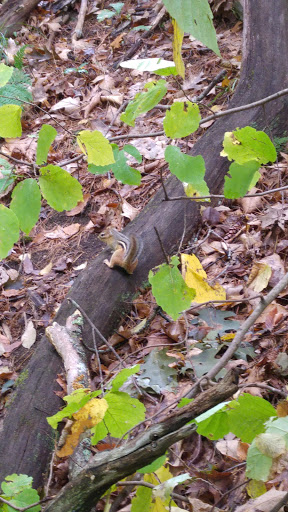 Gift Shop «Quechee Gorge Gifts & Sportswear», reviews and photos, 6053 Woodstock Rd, Quechee, VT 05059, USA