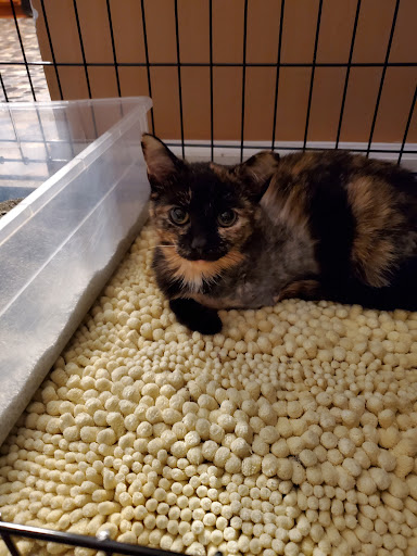 Pet Supply Store «PetSmart», reviews and photos, 8281 Troy Pike, Huber Heights, OH 45424, USA