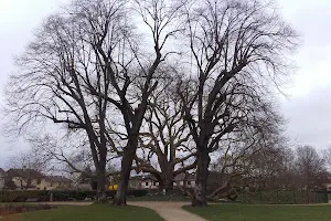 Diane de Poitiers' tree image