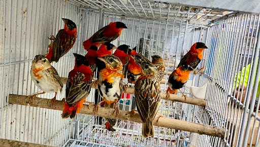 Pet Supply Store «Neighborhood Pet Shop», reviews and photos, 574 Hialeah Dr, Hialeah, FL 33010, USA