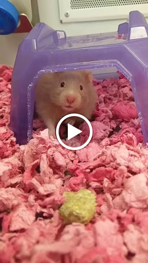 Pet Supply Store «Petco Animal Supplies», reviews and photos, 3637 2700 W, West Valley City, UT 84119, USA