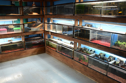 Pet Store «Night Stalkers Pet Emporium», reviews and photos, 5008 Madison Ave, Anderson, IN 46013, USA