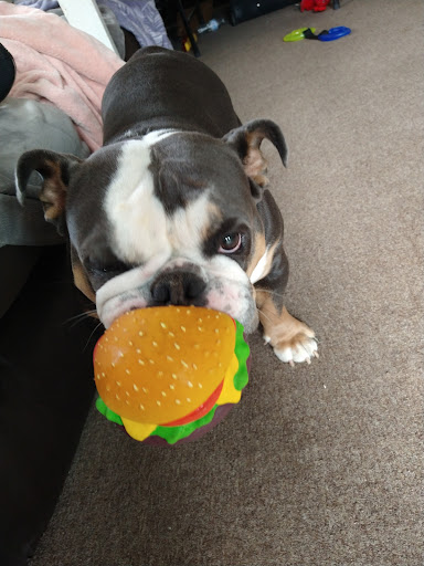 Pet Supply Store «Petco Animal Supplies», reviews and photos, 201 Union St, Waterbury, CT 06706, USA