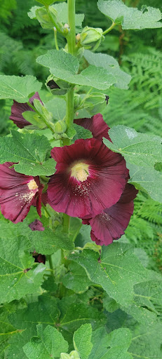 Gift Shop «Mt Lemmon General Store & Gift», reviews and photos, 12856 N Sabino Canyon Park, Mt Lemmon, AZ 85619, USA