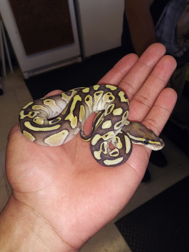 Pet Store «Pet Shoppe», reviews and photos, 2144 Springs Rd, Vallejo, CA 94591, USA