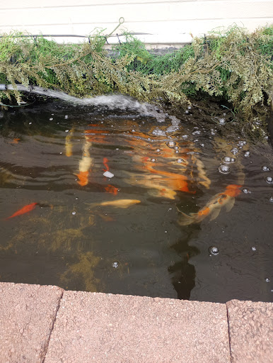 Pet Store «Critter Pet Shop», reviews and photos, 19309 Ecorse Rd, Allen Park, MI 48101, USA