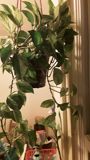 Florist «Blossom Shop», reviews and photos, 138 Orange St, New Haven, CT 06510, USA