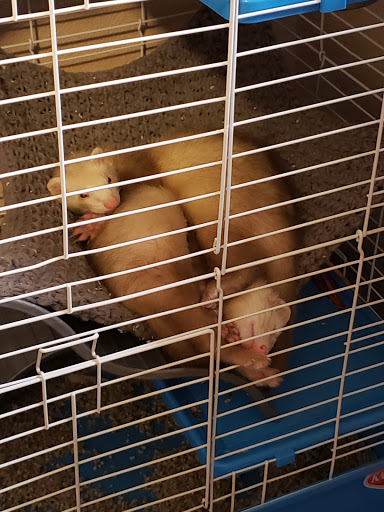 Pet Supply Store «Petco Animal Supplies», reviews and photos, 4450 Commercial St SE #150, Salem, OR 97301, USA