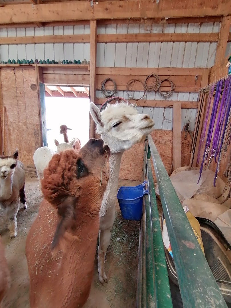 LaZy B Acres Alpacas