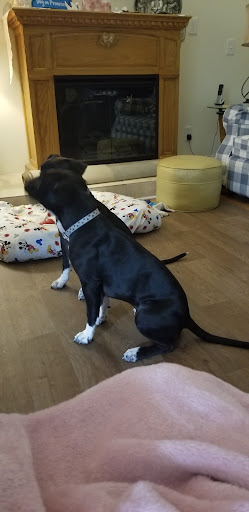 Pet Supply Store «Petsense Lebanon», reviews and photos, 621 S Cumberland St G, Lebanon, TN 37087, USA