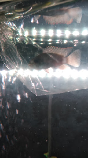 Pet Supply Store «Pet Supermarket», reviews and photos, 7805 Abercorn St, Savannah, GA 31406, USA