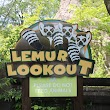 Lemur Lookout