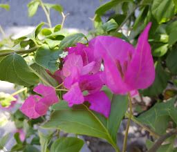 Unidad Deportiva La Cuesta photo