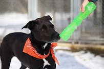 Whispering Pines Kennel - Photo 9 - Car repair in Niles, MI, South Bend