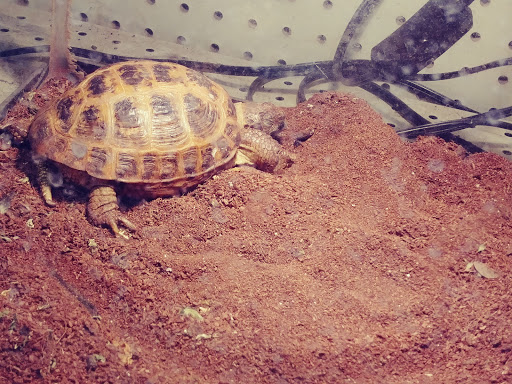 Reptile Store «An Exotic Reptile Pet Shop», reviews and photos, 3115 N 1st Ave, Tucson, AZ 85719, USA