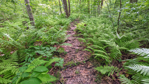 Nature Preserve «Gummere Woods And Marsters Preserve Trail», reviews and photos, 4 Wheeler Rd, North Grafton, MA 01536, USA