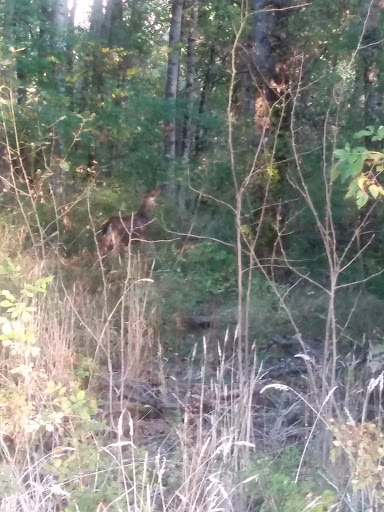 Nature Preserve «Foster Floodplain Natural Area», reviews and photos, 10602 SE Foster Rd, Portland, OR 97266, USA