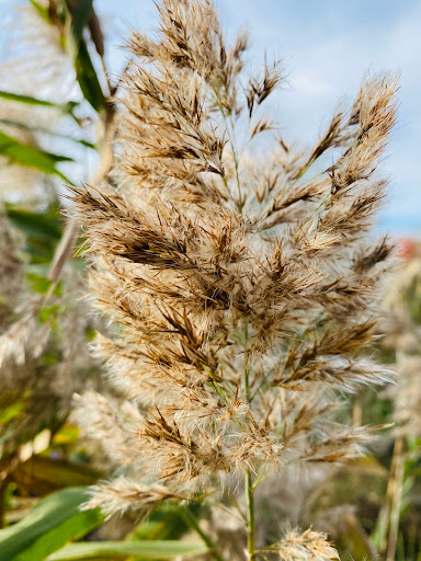 Park «Mansfield Park», reviews and photos, 85 Walker St, Massapequa Park, NY 11762, USA