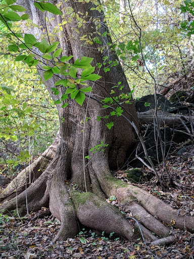 Nature Preserve «Silver Lake Preserve», reviews and photos, Lake St, White Plains, NY 10604, USA