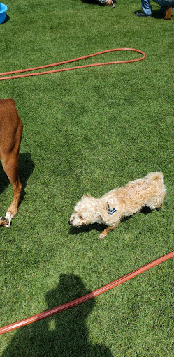 Stadium «Cotton Bowl Stadium», reviews and photos, 3750 The Midway, Dallas, TX 75215, USA