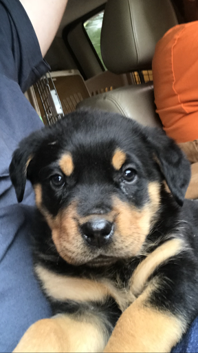 Pet Store «Tri-Creek Kennels», reviews and photos, 5641 US-129, Pendergrass, GA 30567, USA