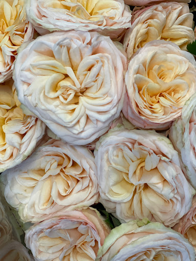 Florist «Halls of Tara Florist», reviews and photos, 2051 Centre St, West Roxbury, MA 02132, USA