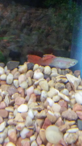 Pet Supply Store «Pet Supplies Plus», reviews and photos, 305 Sidney Baker St S #400, Kerrville, TX 78028, USA