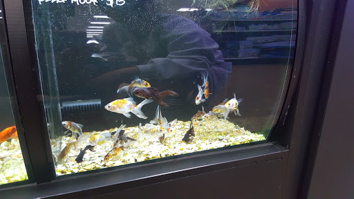 Pet Store «Petland Las Vegas», reviews and photos, 8800 W Charleston Blvd #3, Las Vegas, NV 89145, USA