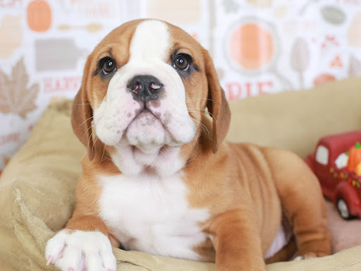 Pet Store «Animal Kingdom», reviews and photos, 5000 S Arizona Mills Cir, Tempe, AZ 85282, USA