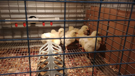 Hardware Store «Buchheit of House Springs», reviews and photos, 4550 Gravois Rd, House Springs, MO 63051, USA