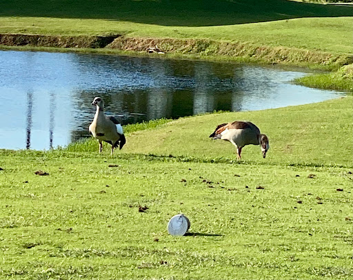 Public Golf Course «Vista Plantation Golf Club», reviews and photos, 48 Plantation Dr, Vero Beach, FL 32966, USA