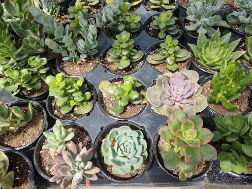 Greenhouse «Rose Floral & Greenhouse», reviews and photos, 14298 60th St N, Stillwater, MN 55082, USA